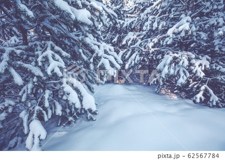 Young pine trees covered with snow 62567784