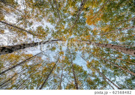 Birch tree with blue sky in autumn forest at Birch tree with blue sky in autumn forest at 62568482