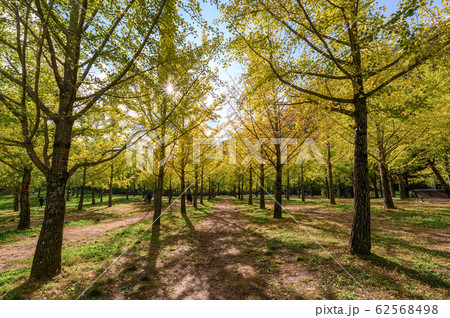 Yellow Ginkgo biloba trees with sunlight in garden Yellow Ginkgo biloba trees with sunlight in garden 62568498