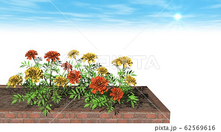 マリーゴールド 背景 コピースペース マリーゴールド 背景 コピースペース 62569616