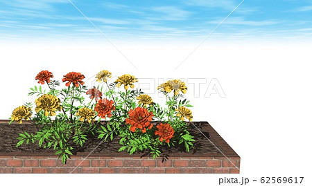 マリーゴールド 背景 コピースペース マリーゴールド 背景 コピースペース 62569617