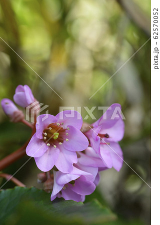 ヒマラヤユキノシタ 62570052