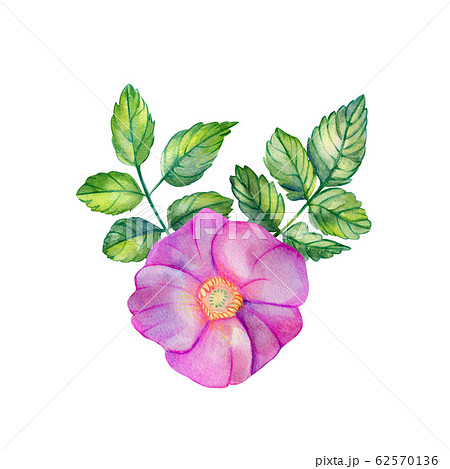 Watercolor bouquet with rose hips. Watercolor bouquet with rose hips. 62570136