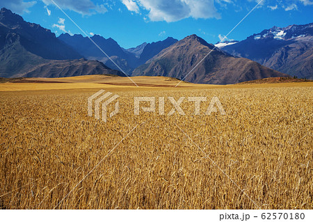 Wheat field Wheat field 62570180