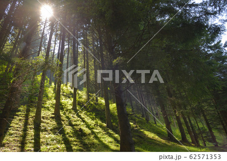 Sunrays Through The Green Trees 62571353
