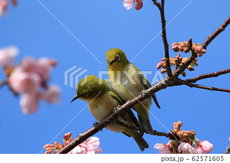 めじろ mejiro めじろ mejiro 62571605