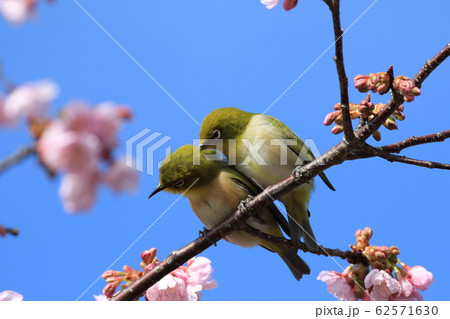 めじろ　ｍｅｊｉｒｏ 62571630