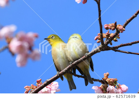 めじろ mejiro めじろ mejiro 62571639