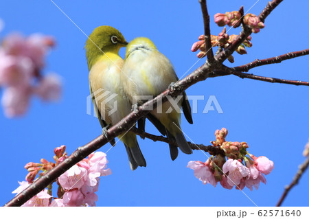 めじろ　ｍｅｊｉｒｏ 62571640