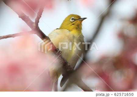 めじろ　ｍｅｊｉｒｏ 62571650