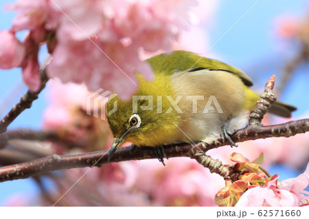 めじろ mejiro めじろ mejiro 62571660