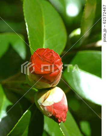 美しい椿 62572467