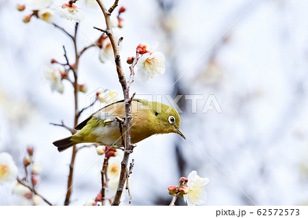梅とメジロとの写真素材