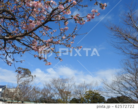空と桜の開花の風景!。。。優しい風景。。。 空と桜の開花の風景!。。。優しい風景。。。 62572722