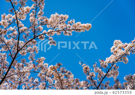 桜 62573359