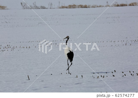 タンチョウ タンチョウ 62574277