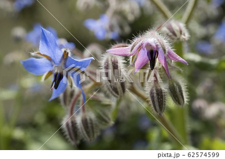同じ茎に青とピンクの花が咲いたﾎﾞﾘｼﾞ Borageの写真素材