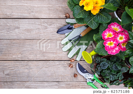 Gardening tools and flowers 62575186