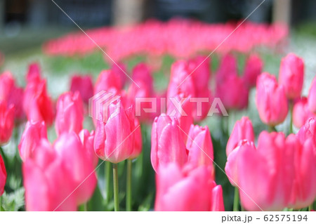 チューリップの花畑 62575194