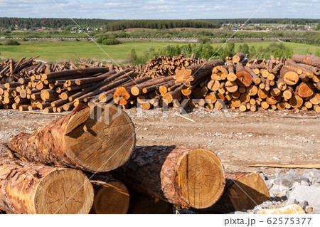 Warehouse of larch round timber in the foreground and village and forest in the background in summer. The stock of sawn timber outdoors. Warehouse of larch round timber in the foreground and village and forest in the background in summer. The stock of sawn timber outdoors. 62575377