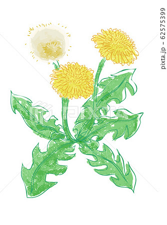 タンポポの花イラストのイラスト素材 62575399 Pixta