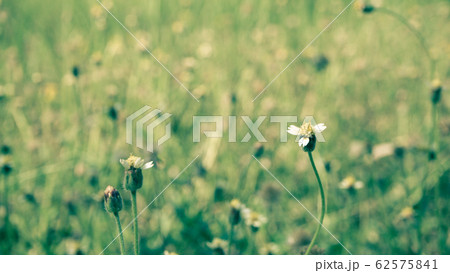 spring summer  nature little flowers, nature 62575841