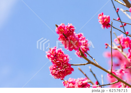 紅千鳥の花 62576715