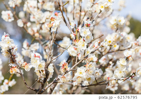 梅の花 野梅 梅の花 野梅 62576795