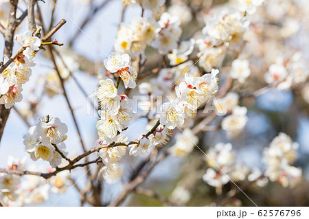 野梅の花 野梅の花 62576796