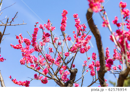 梅の花　紅千鳥 62576954