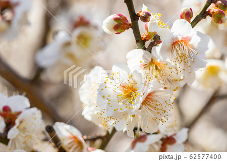 梅の花　見驚 62577400