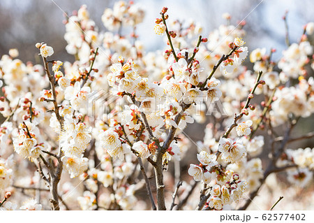 梅の花　見驚　写真素材 62577402