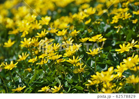 黄色いキクザキリュウキンカの花 62578829