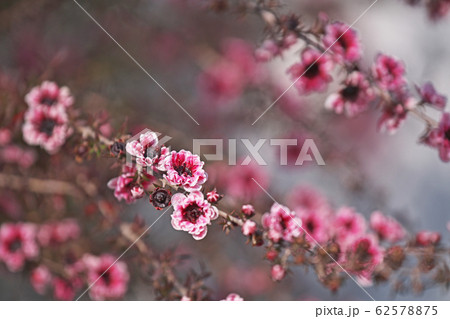 ピンクのギョリュウバイの花 ピンクのギョリュウバイの花 62578875