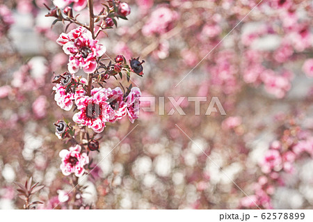 ピンクのギョリュウバイの花 62578899