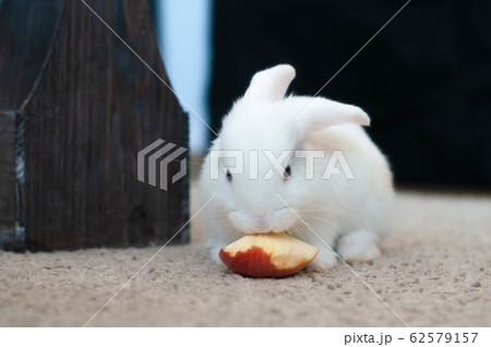 small domestic lop white rabbit long-eared eat small domestic lop white rabbit long-eared eat 62579157
