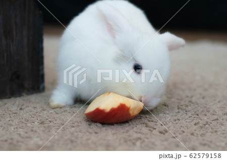 small domestic lop white rabbit long-eared eat 62579158