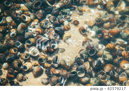 Transparent water bottom of the river with a large number of snails on the sand illuminated by the bright spring sun 62579217
