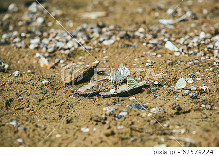 Dry sandy river Bank with large number of snails on the sand illuminated by the bright spring sun. Group of white butterfly sits on the shells Dry sandy river Bank with large number of snails on the sand illuminated by the bright spring sun. Group of white butterfly sits on the shells 62579224