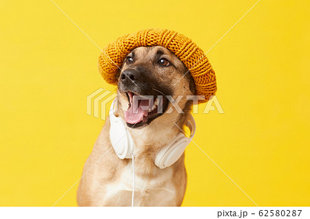 Hipster dog portrait 62580287