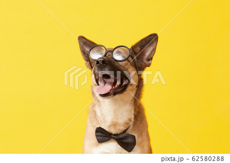 Funny dog in eyeglasses 62580288