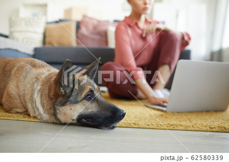 Dog lying on the floor at home 62580339
