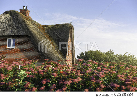 Thatched roof of a Scandinavian house with roses  62580834