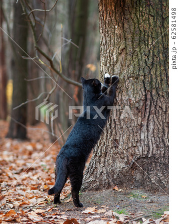 Fluffy black cat with white spots sharpens its claws on a tree in park. Stray animal in forest. Fluffy black cat with white spots sharpens its claws on a tree in park. Stray animal in forest. 62581498