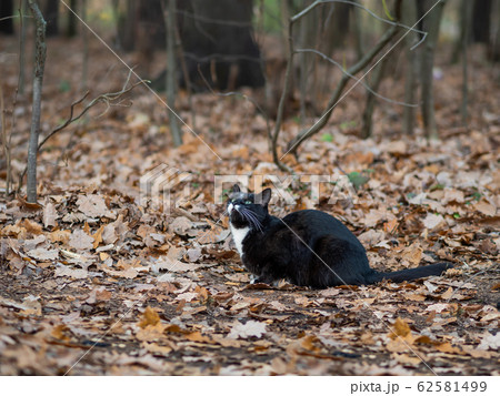 Fluffy black cat with white spots walking in park. Stray animal in forest. Fluffy black cat with white spots walking in park. Stray animal in forest. 62581499
