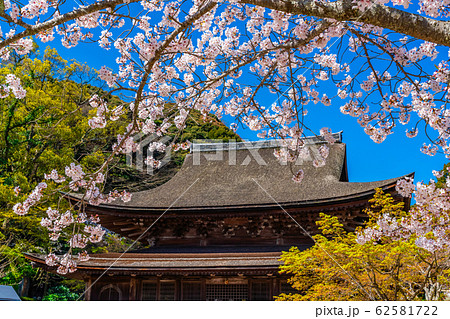 金山功山寺と桜 62581722