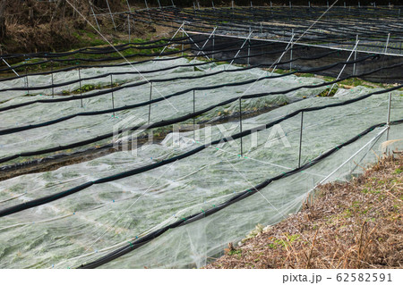 べた掛けされたワサビ田:穂高川右岸沿い 安曇野市穂高 べた掛けされたワサビ田:穂高川右岸沿い 安曇野市穂高 62582591