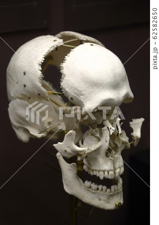 Zoological Museum named after Lomonosov exhibit. Zoological Museum named after Lomonosov exhibit. 62582650