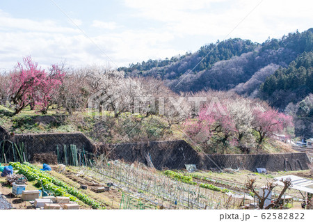 東京都　八王子市　高尾梅郷　荒井梅林 62582822