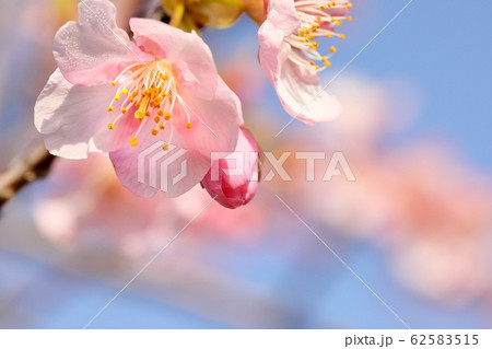 河津桜 河津桜 62583515